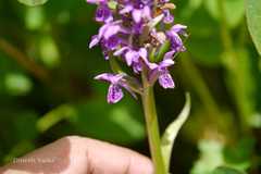 Dactylorhiza hatagirea